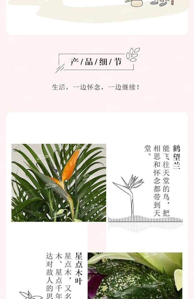 双层花架（泰兰）