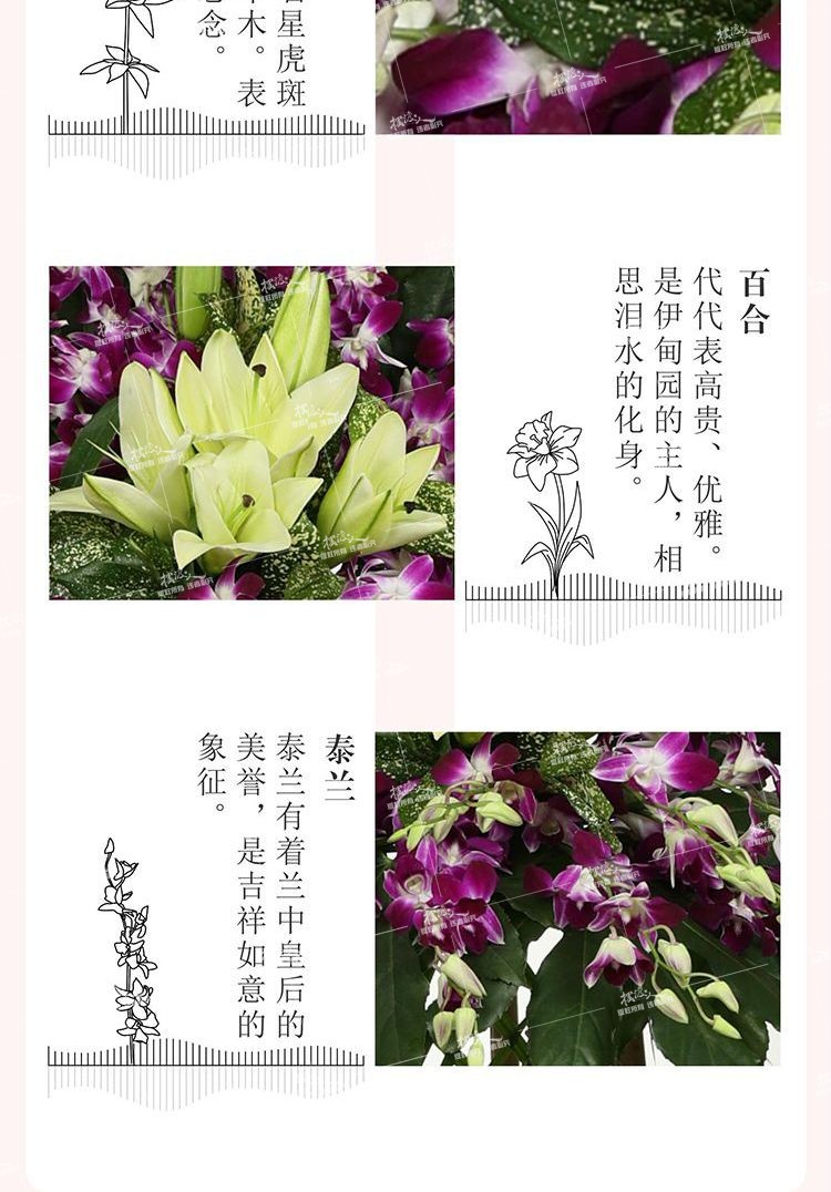 双层花架（泰兰）